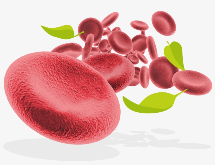 Red Blood Cells And Leaves - Red Blood Cell, transparent png