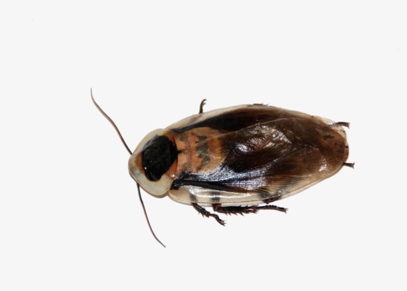 Cockroach - Kecoa Png, transparent png