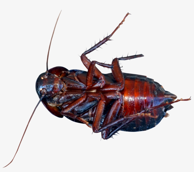 This High Quality Free Png Image Without Any Background - Cockroach Png, transparent png