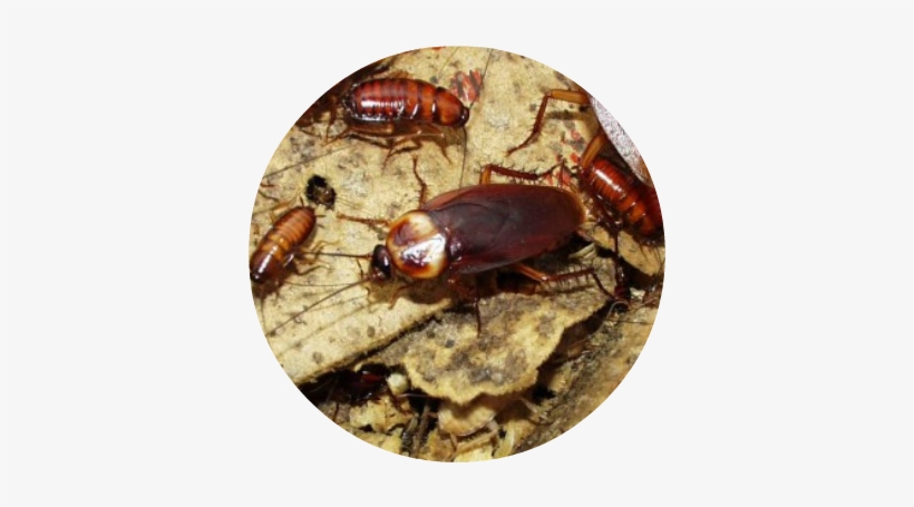 How To Get Rid Of Cockroach Infestations - Creepy Cockroach, transparent png