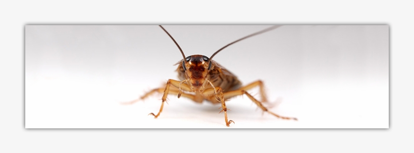 Code - Macro Photography, transparent png