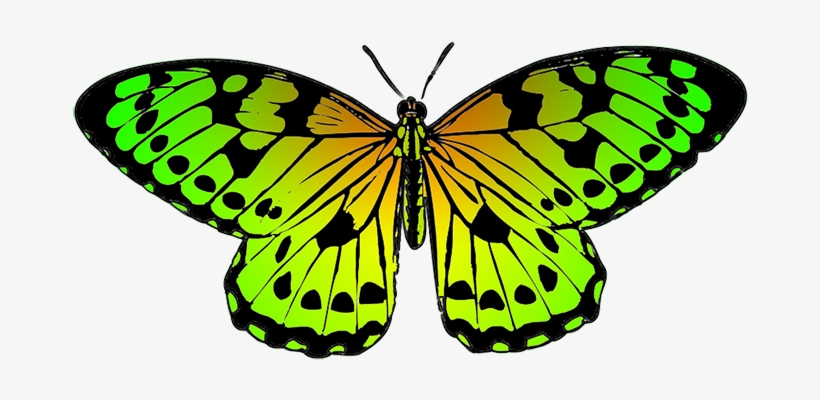 Tropical Butterfly Image - Yellow Orange Black Butterfly, transparent png