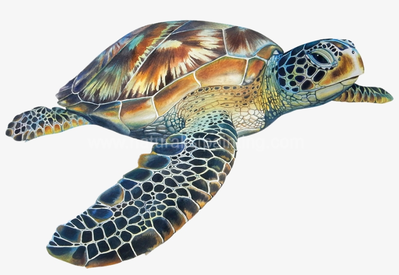 Eretmochelys Imbricata - Penyu Png, transparent png