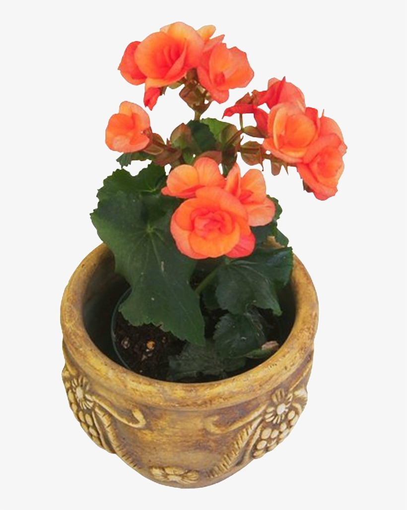 Potted Flower Red Flower - Garden Roses, transparent png