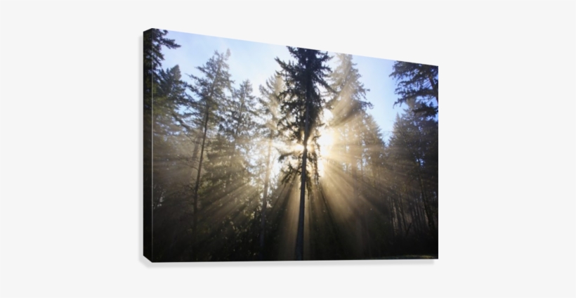 Sun Shining Through Morning Fog And Trees - Sun Shining Through Morning Fog And Trees Happy Valley, transparent png