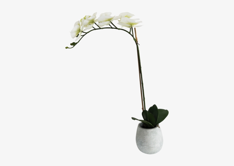 Potted Orchard 7 Flowers 60cm - Flower, transparent png