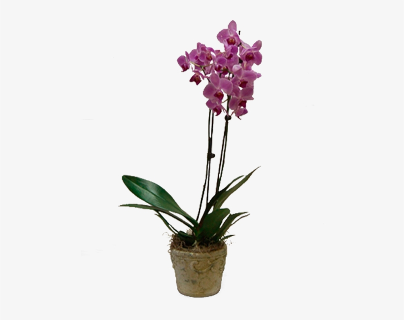 Potted Purple Phalaenopsis - Phalaenopsis Equestris, transparent png