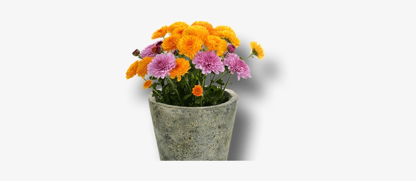 Potted Flowering Plants - Obal Kulatý + Igelit Proutí Mix Bílý Okraj, transparent png