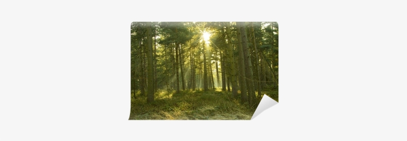 Shaded Trees With The Sun Shining Through Wall Mural - Nap, transparent png