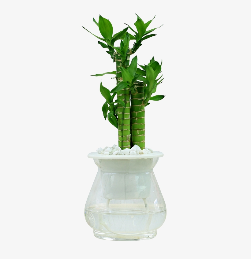 Rich Bamboo Potted Flower Transport Bamboo Water Indoor - Plants, transparent png