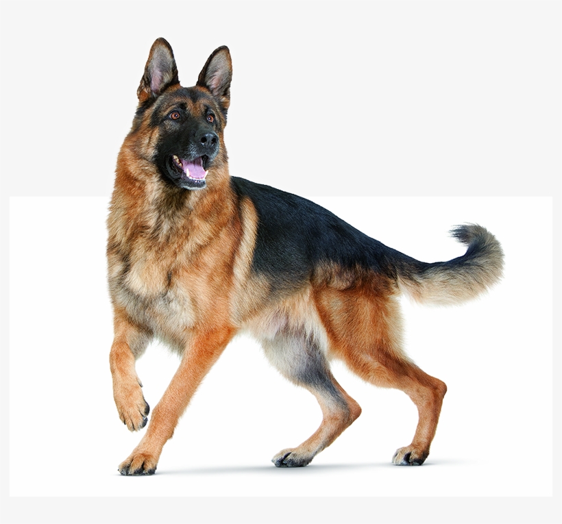 German Shepherds Are Prone To Digestive Sensitivity - German Shepherd Dog Png, transparent png