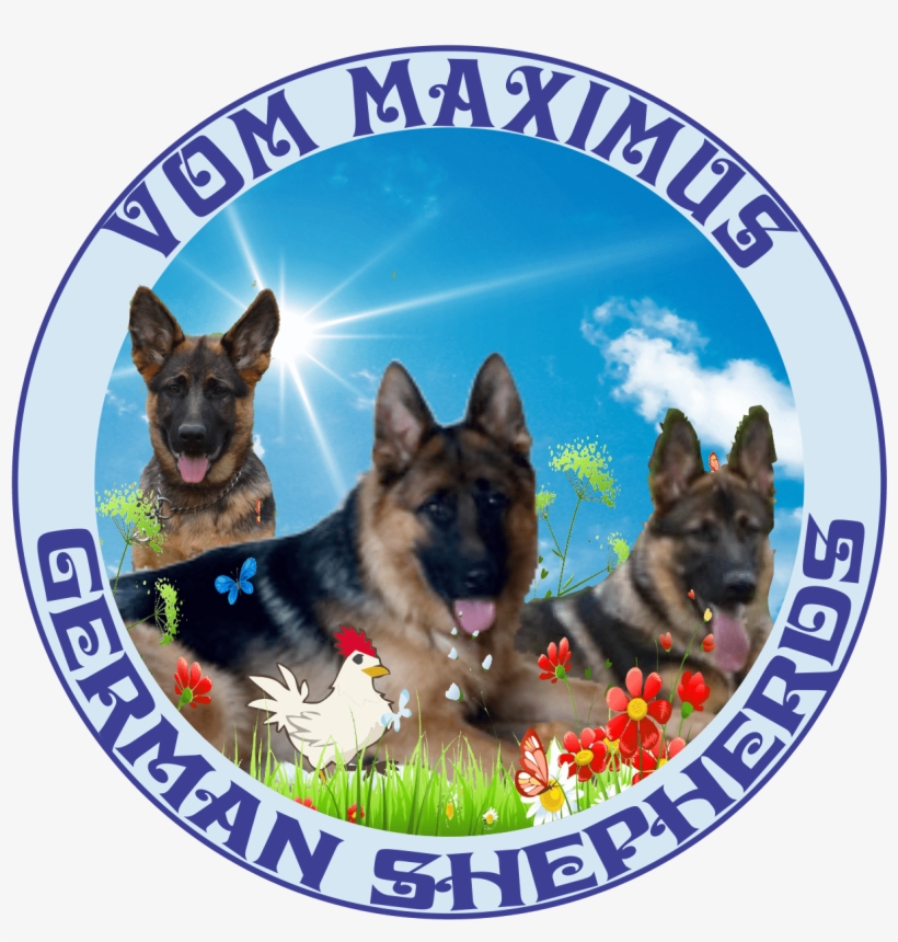 German Shepherd Puppy Contract - Old German Shepherd Dog, transparent png