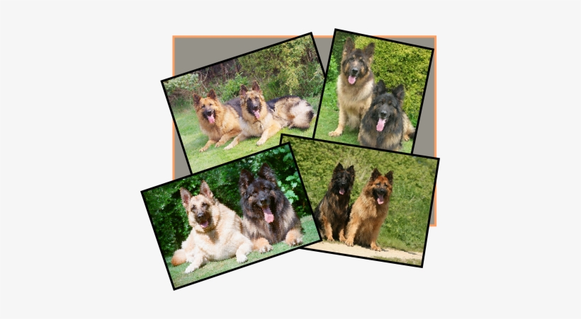 Long Haired German Shepherd In Scotland Breeders, transparent png