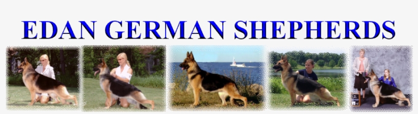 Edan German Shepherds, Ann Scultz - New Mexico, transparent png