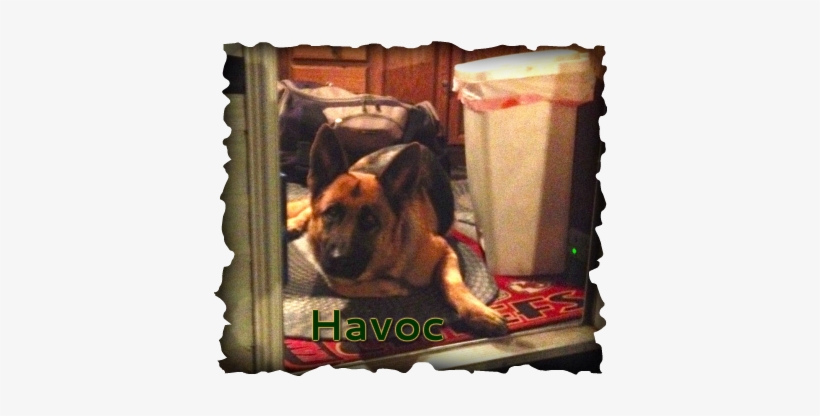 Police Dog, transparent png