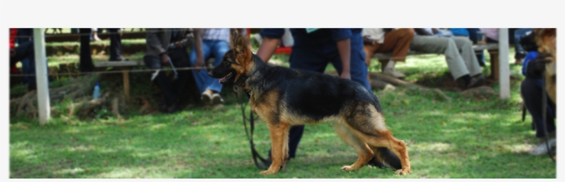 Gsd-puppy - Old German Shepherd Dog, transparent png