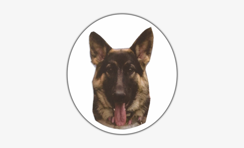 Atticus Sister - Sofie - Old German Shepherd Dog, transparent png
