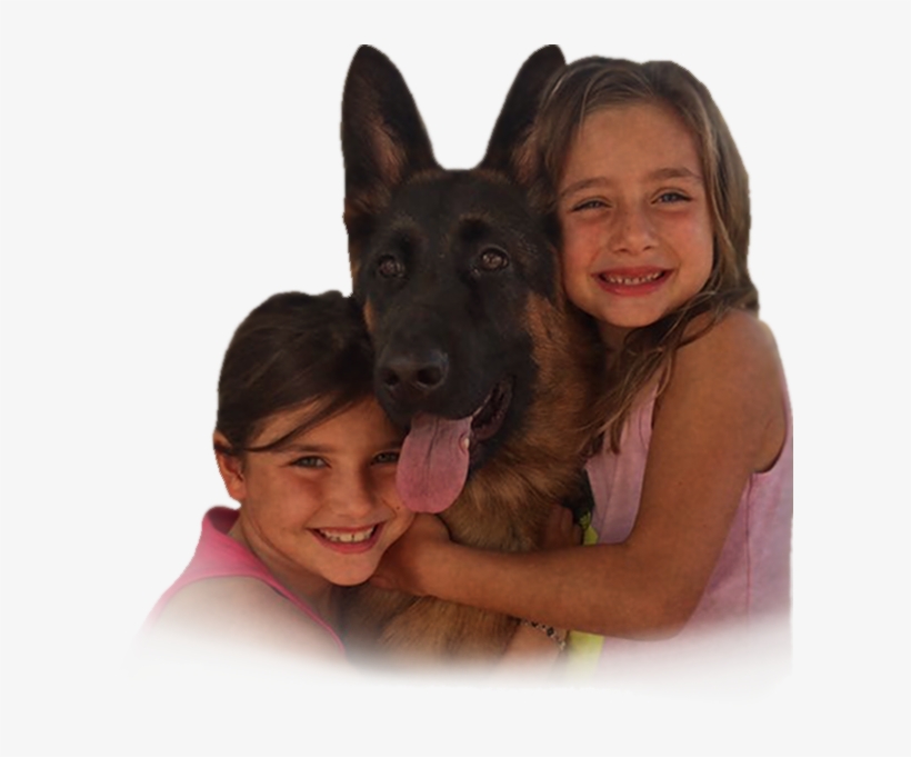 Puppies For Sale - German Shepherd, transparent png