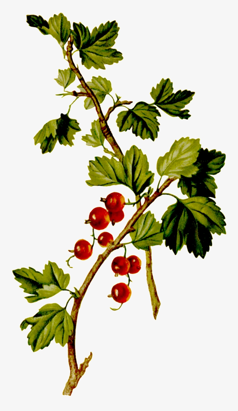 Hand-painted Red Grapes Grown On Trees - Red, transparent png