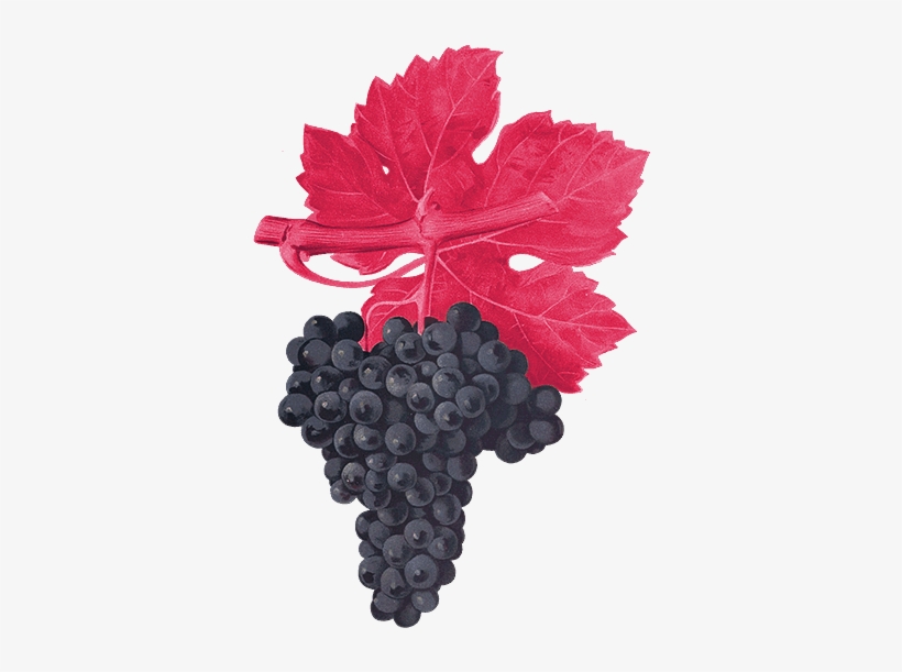 4 Acres Planted March - Giclee Painting: Troncy's Cabernet Franc Grape, 24x18in., transparent png