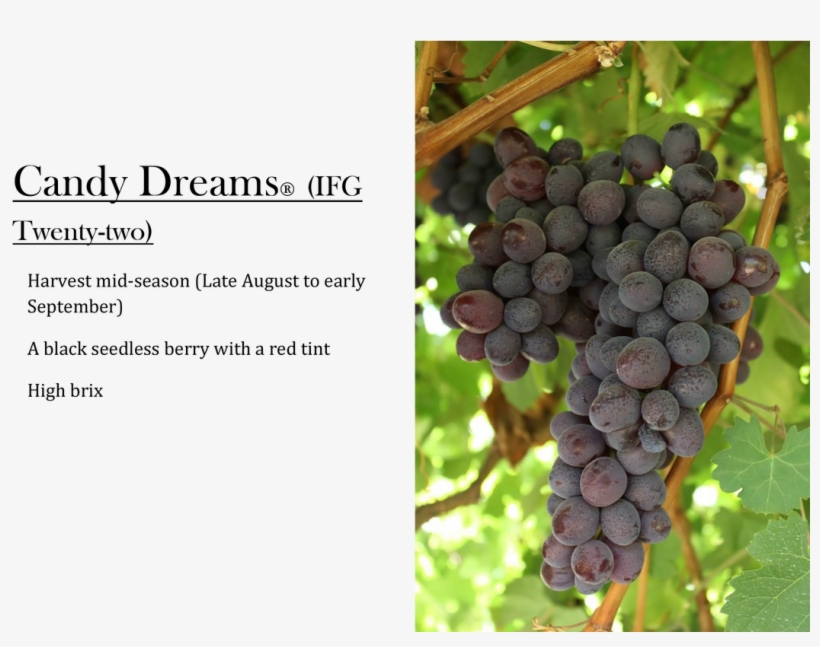 Candy Dreams Grapes - Grape, transparent png
