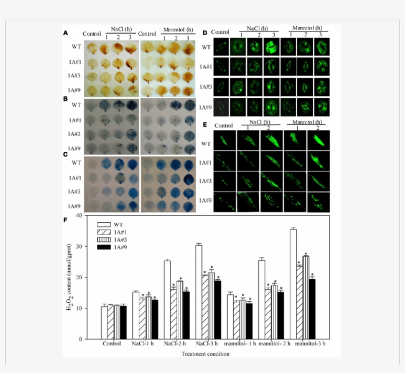 Reactive Oxygen Species Levels And Cell Death In Theif1a - .org, transparent png