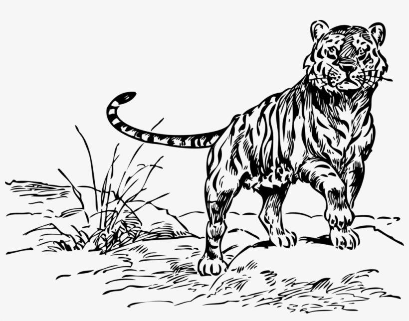 Tiger Png Clip Arts - Black And White Line Drawing Tiger, transparent png
