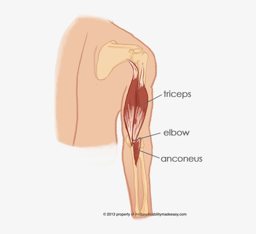 Shoulder Muscle 14 - Anconeus Arm, transparent png