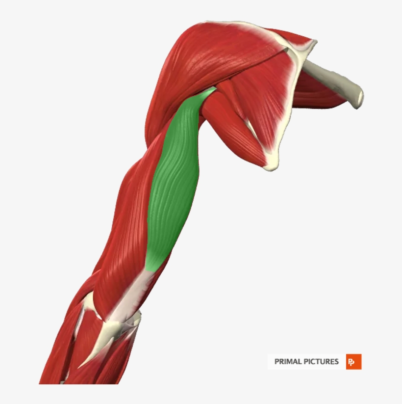 Card Image - Muscle, transparent png