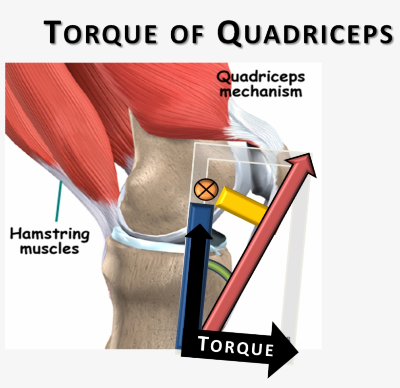 The - Moment Arm Of Quadriceps, transparent png