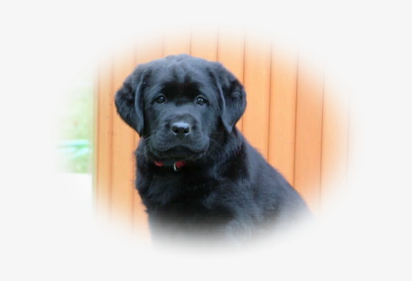 Canadian Labrador Retriever, transparent png