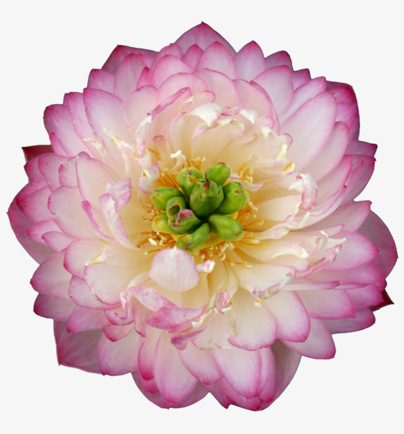 Beautiful Flower Hd Pink - Luoyang Peonies Lotus Pink Nelumbo Nucifera Diy, transparent png