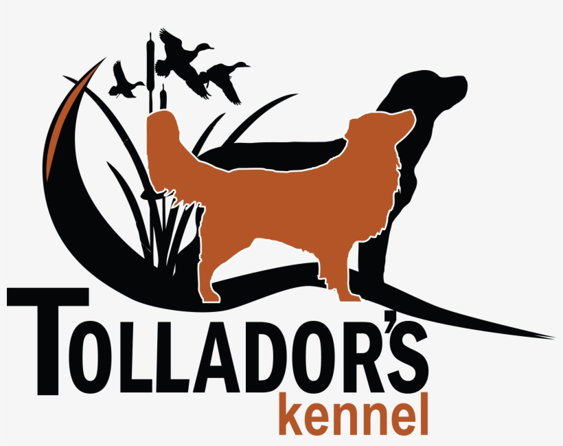 Nova Scotia Duck Tolling Retriever & Labrador Retriever - Labrador Retriever, transparent png