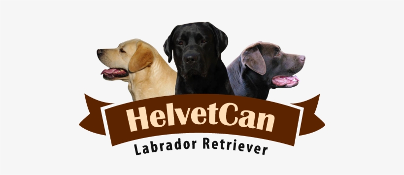 Helvet Can - Lantern Press - Huntington Beach, transparent png