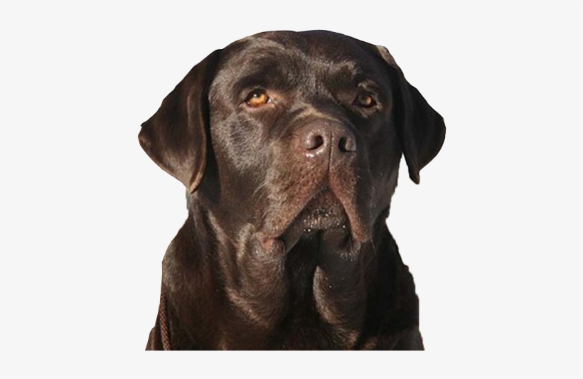 Welcome To Drobot Labrador Retrievers - Labrador Retriever, transparent png