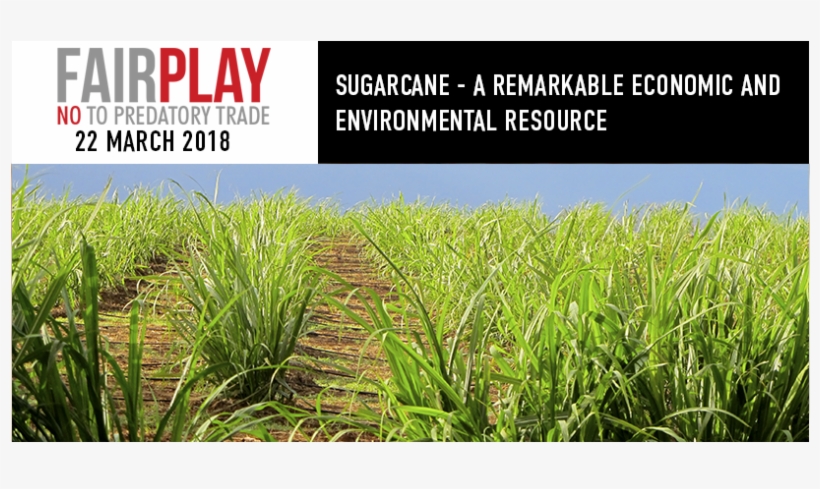 Sugarcane A Remarkable Economic And Environmental Resource - Cash Crop, transparent png