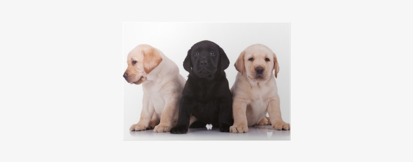 Rescue Renew Rehome: A Practical Guide To Adopting, transparent png