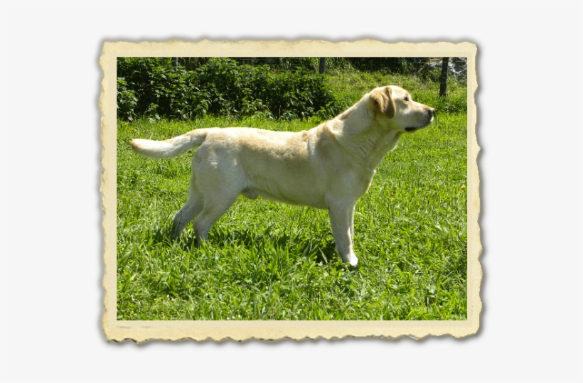 Cameo's Anema E Core - Labrador Retriever, transparent png