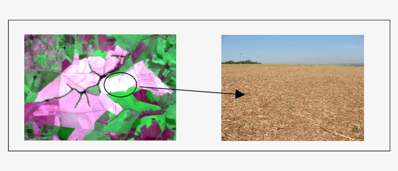 Spectral Behavior Of Sugarcane Areas With Mechanical - Color, transparent png