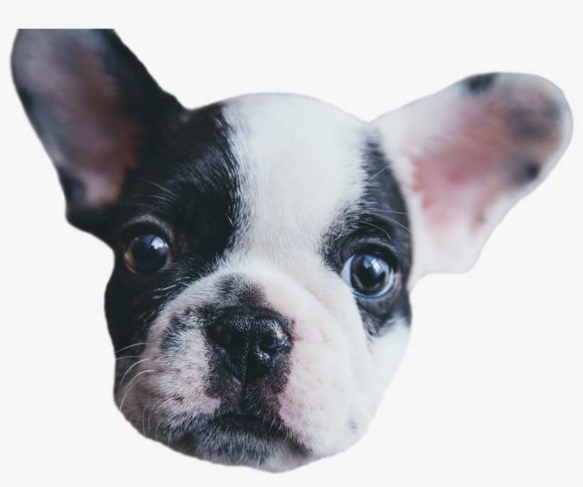 Face Puppy - Buck Trent Ii: Concho Verde [book], transparent png