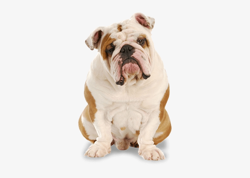 Bulldog - Bulldog With No Background, transparent png