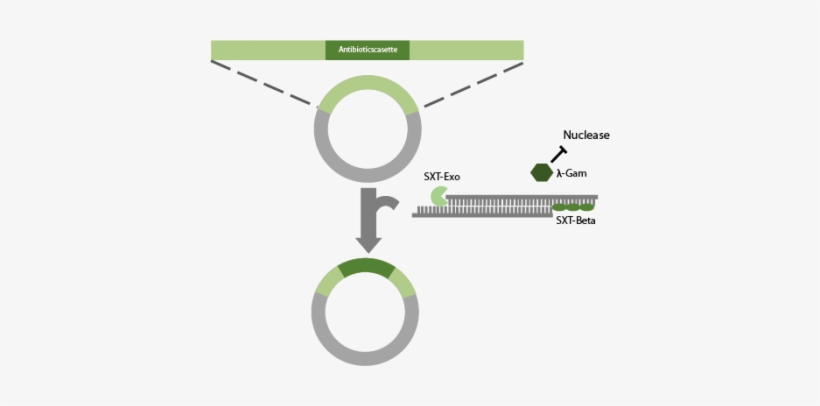 Recombineering With The Sxt-system - Circle, transparent png