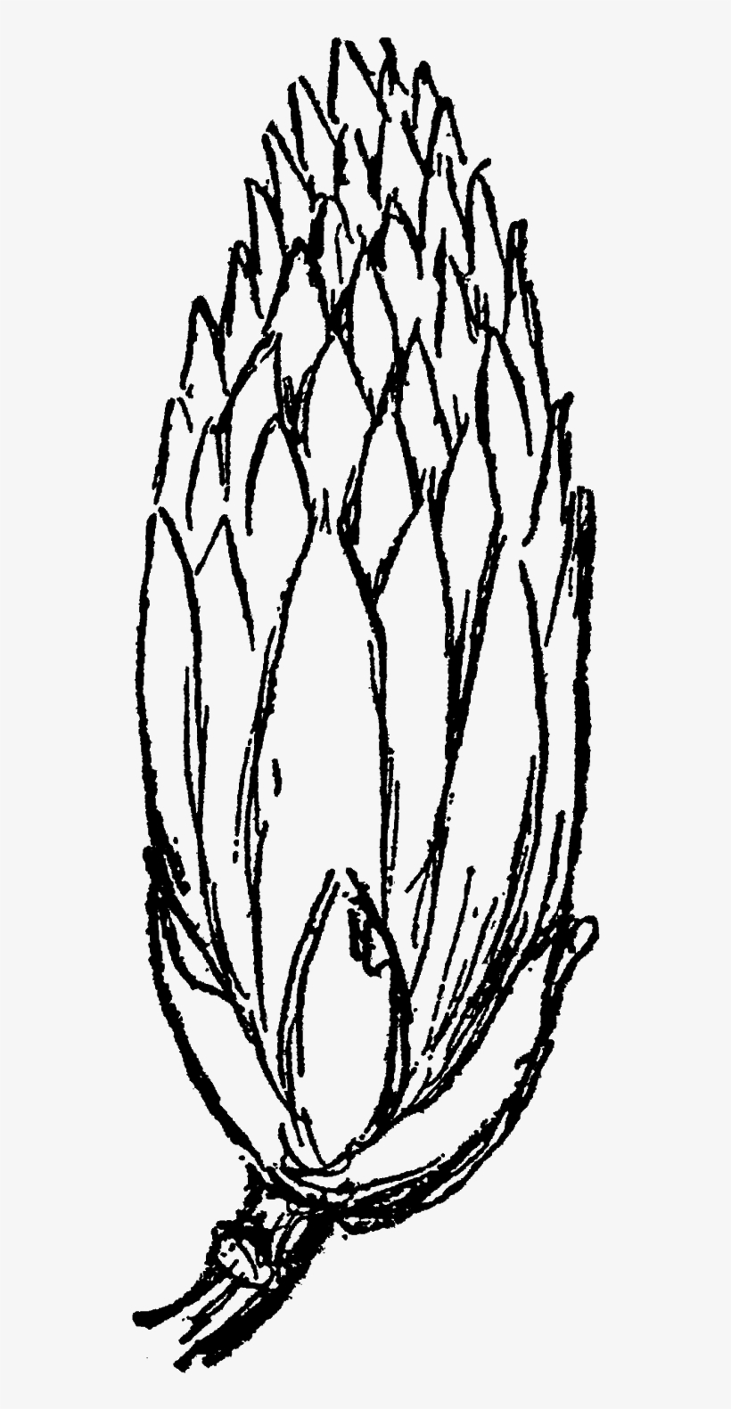 Tulip Tree Flower Illustration Download Png - Flower, transparent png