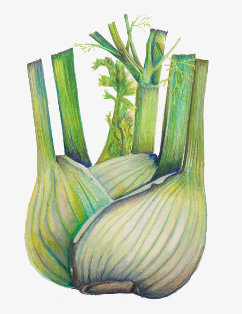 Fennel - Cut Flowers, transparent png