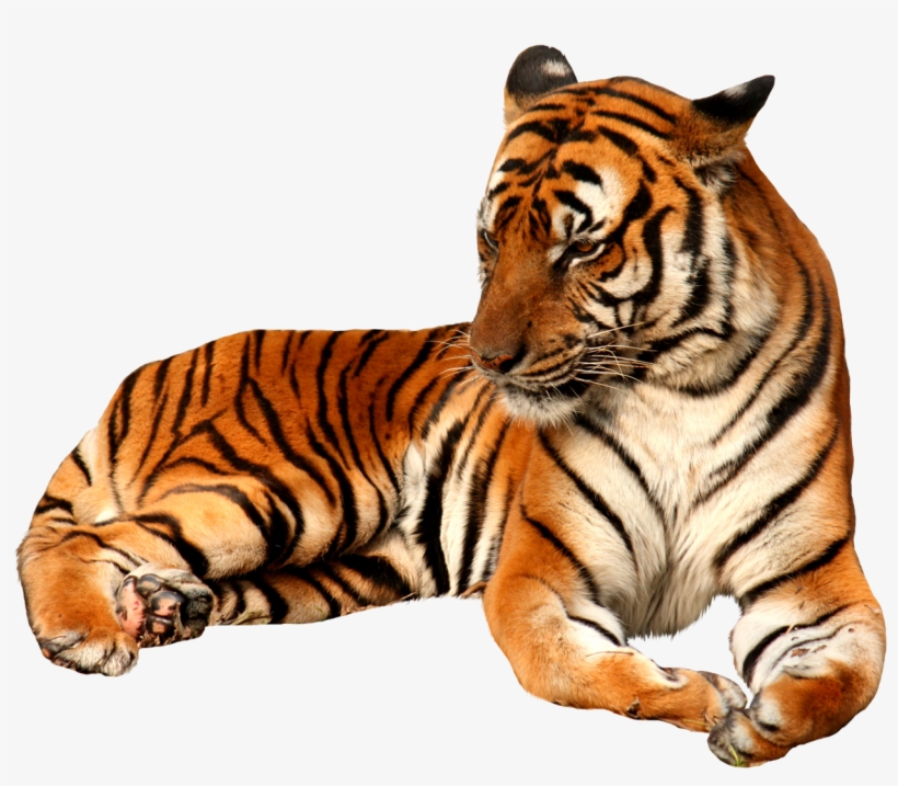 Sitting Tiger Free Png Image - Tiger Png, transparent png