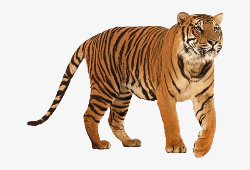Tiger Png Transparent Images - Tiger All, transparent png