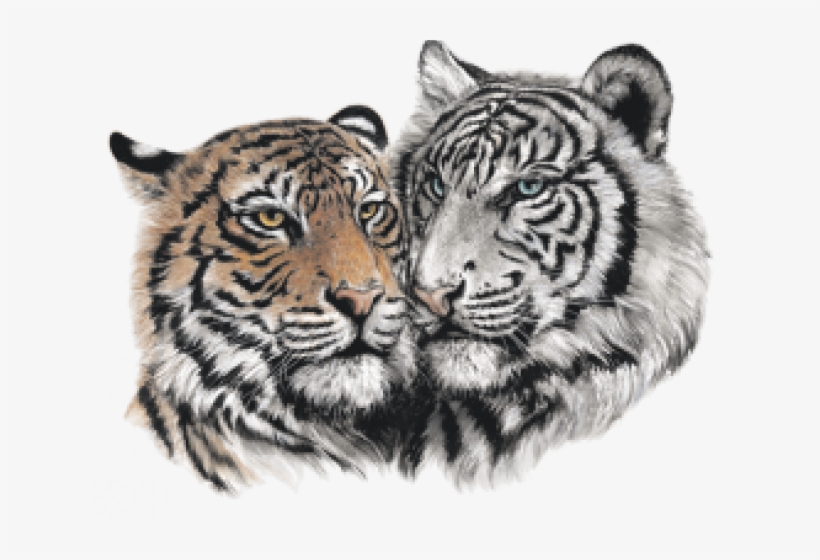 Drawn White Tiger Transparent - Fan-o-menal Textilien T-shirt Mit Print - Tiger - 10848, transparent png
