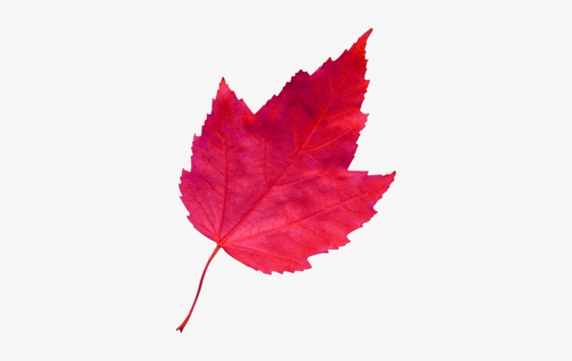 برگ پاییزی Png, transparent png