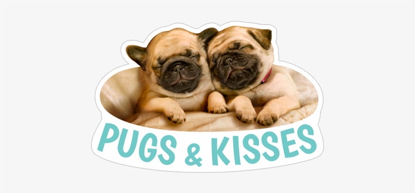 Pugs&kisses Cute Dogs Pugs - Sleepy Pugs, transparent png