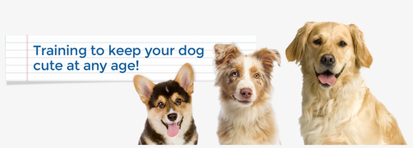 Keep It Cute Dog Training Alexandria, Arlington, Mclean, - Pembroke Welsh Corgi Notebook & Journal. Productivity, transparent png